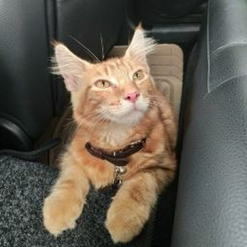 Profile photo of noorwening